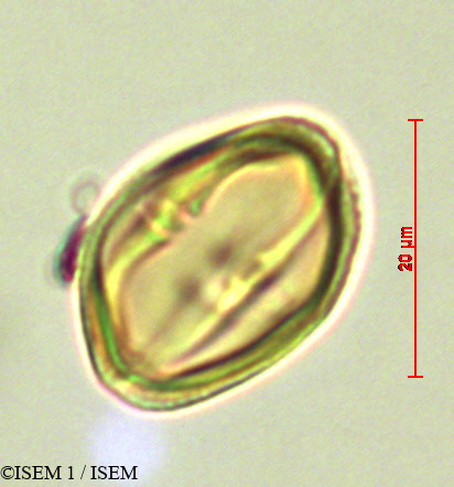 ISEM 1/Abatia_canescens_28095/Abatia_canescens_28095_0004(copy).jpg